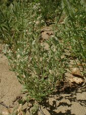 Pseudognaphalium microcephalum Plant